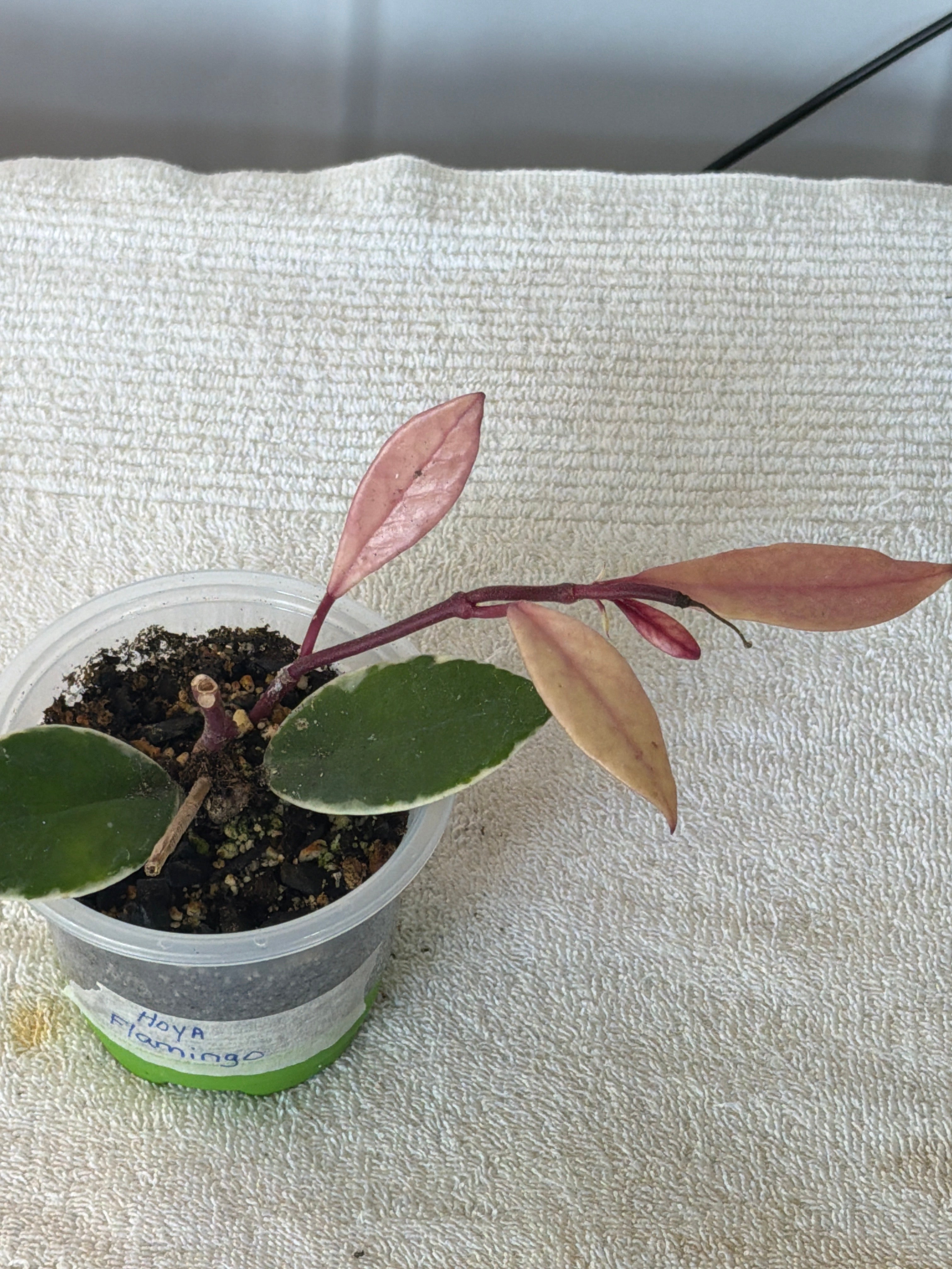Hoya Flamingo Pink