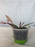 Hoya Flamingo Pink