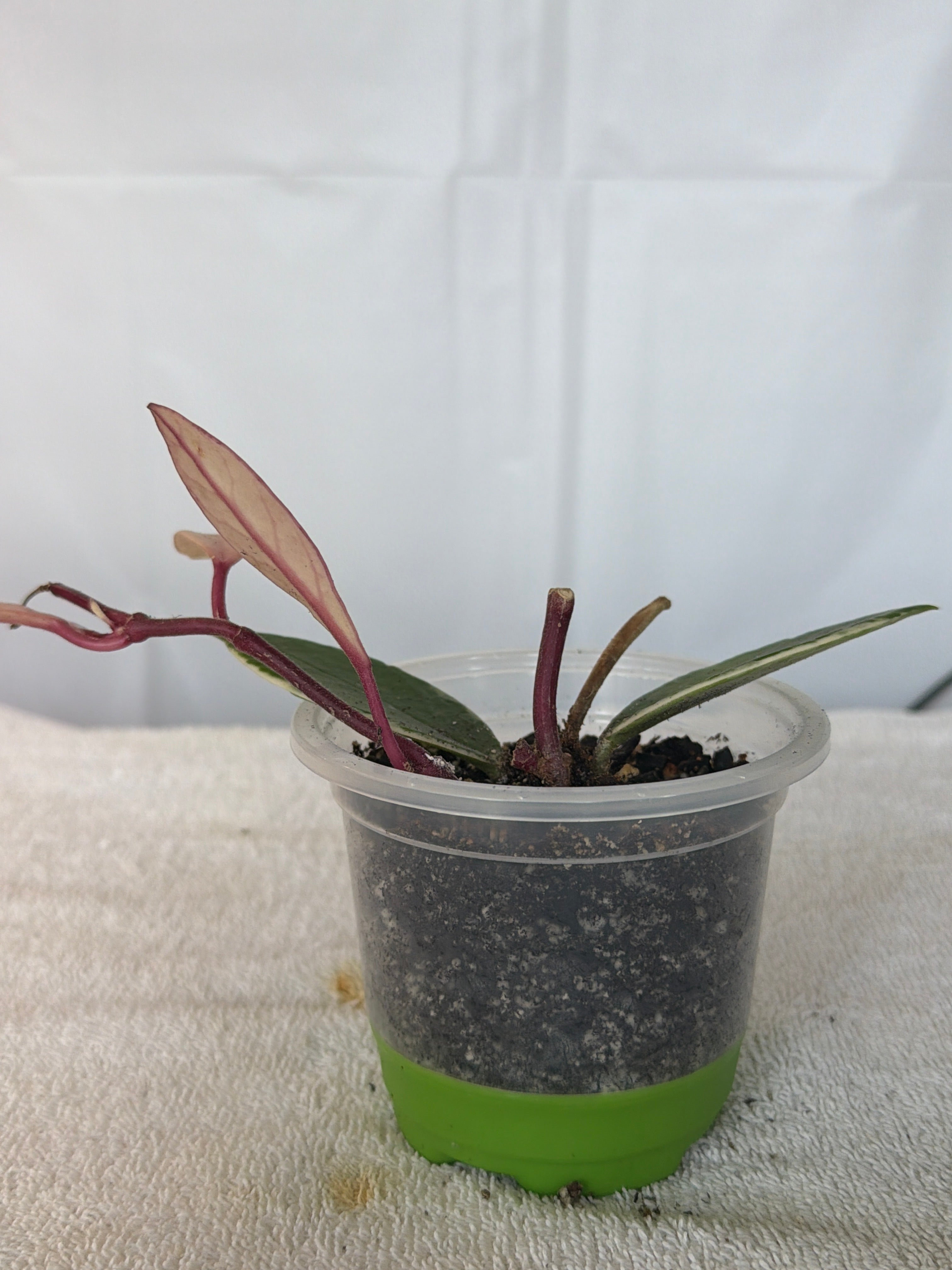 Hoya Flamingo Pink