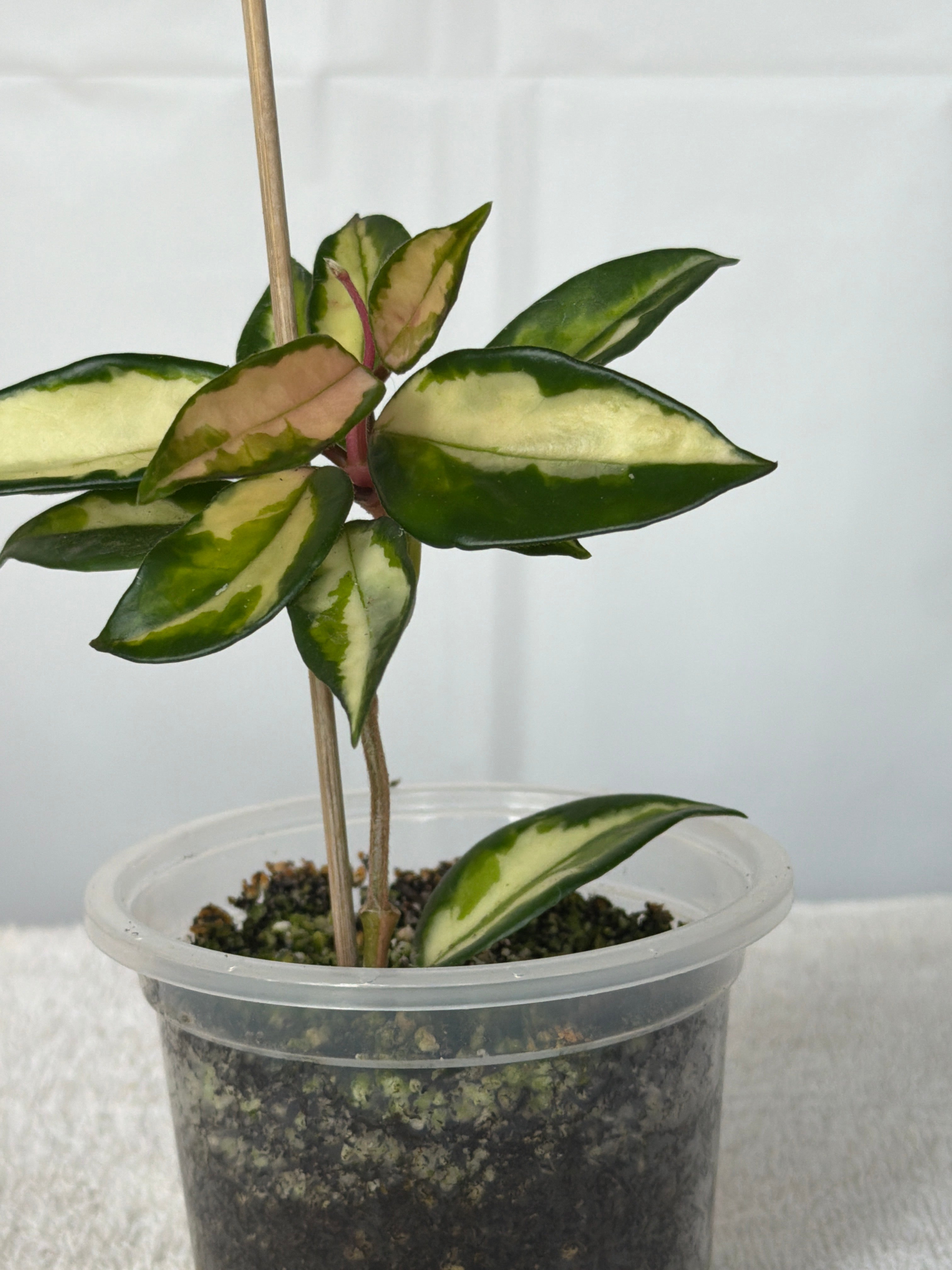 Hoya Krimson Princess