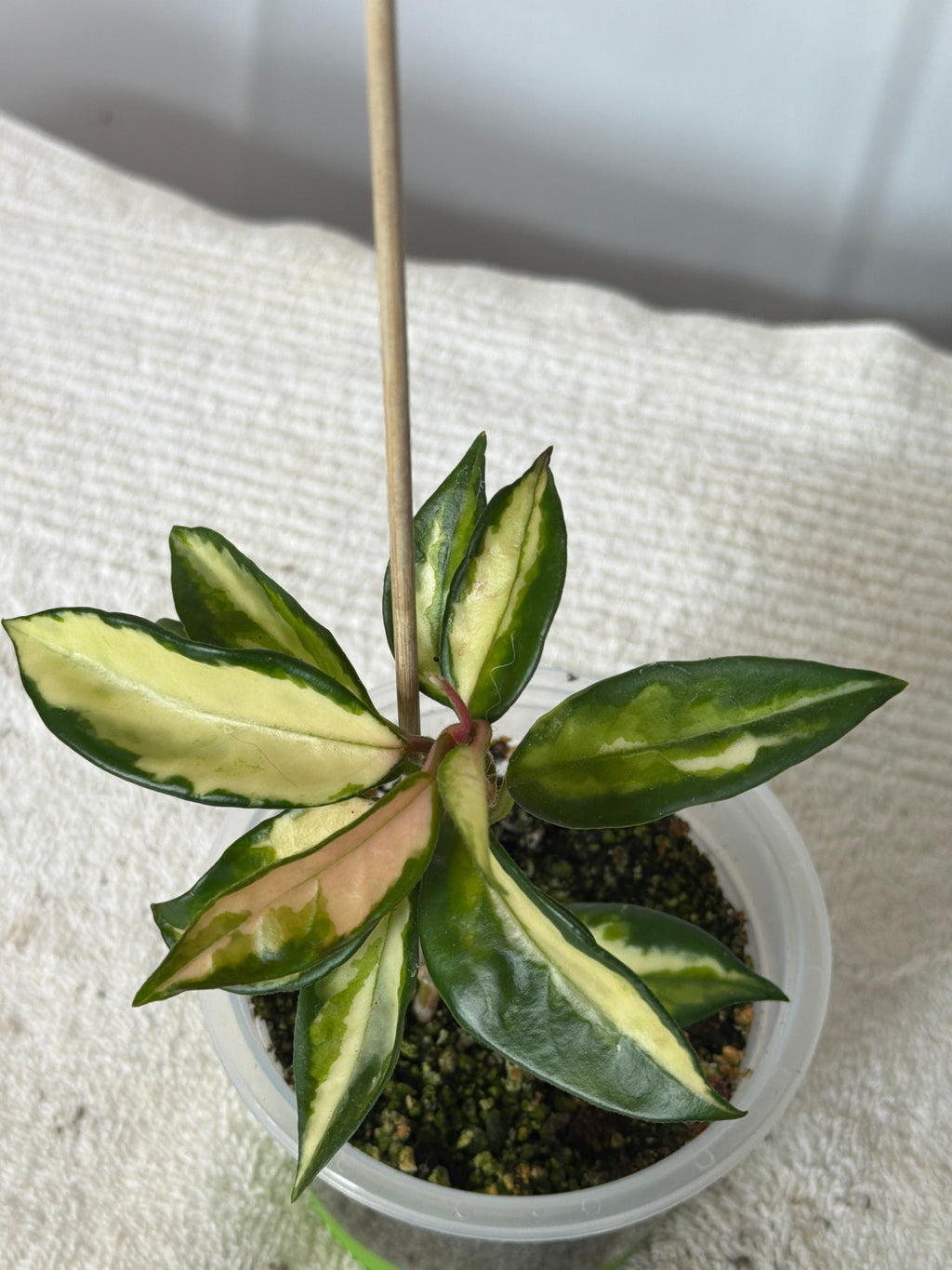 Hoya Krimson Princess