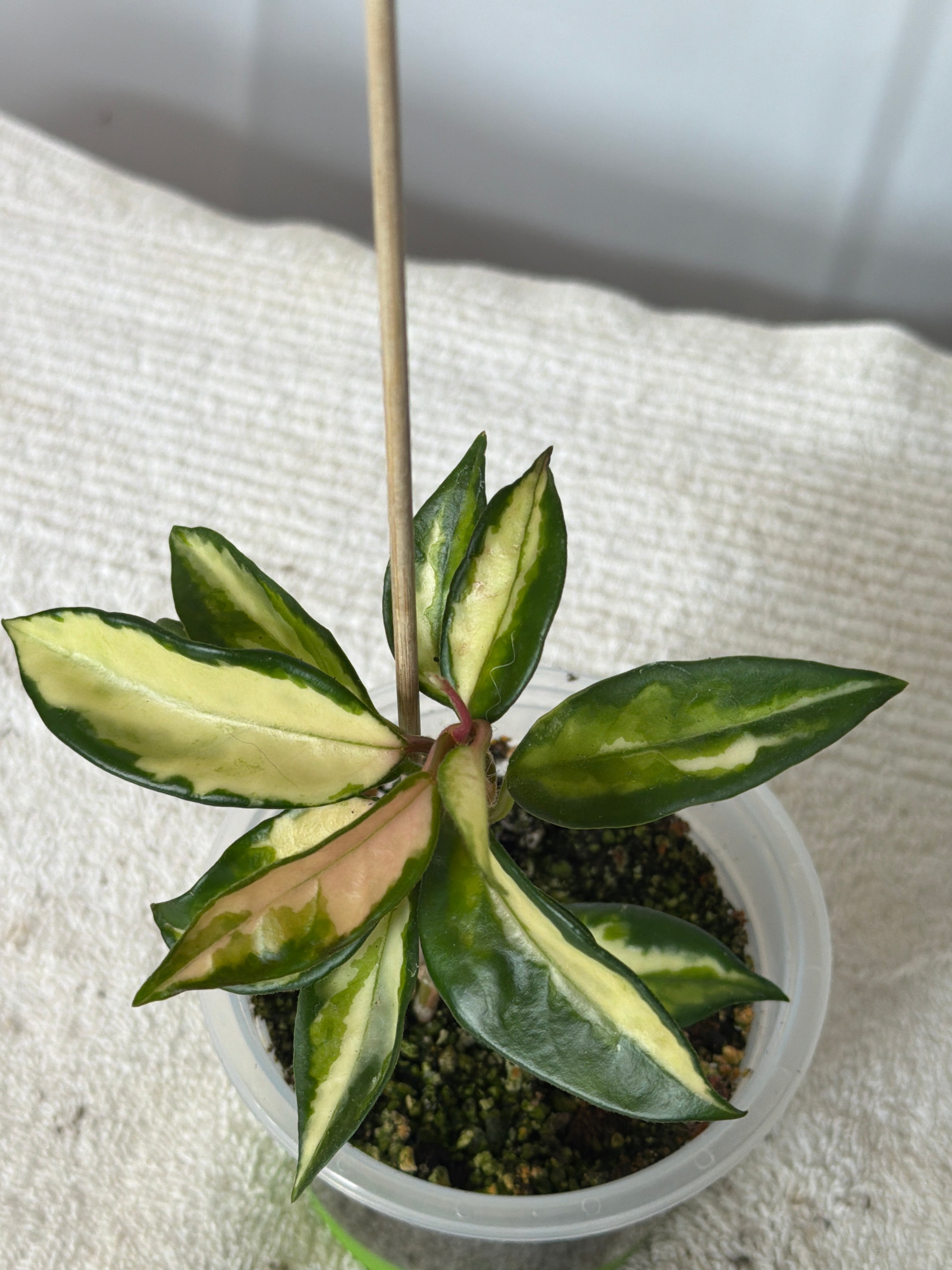 Hoya Krimson Princess