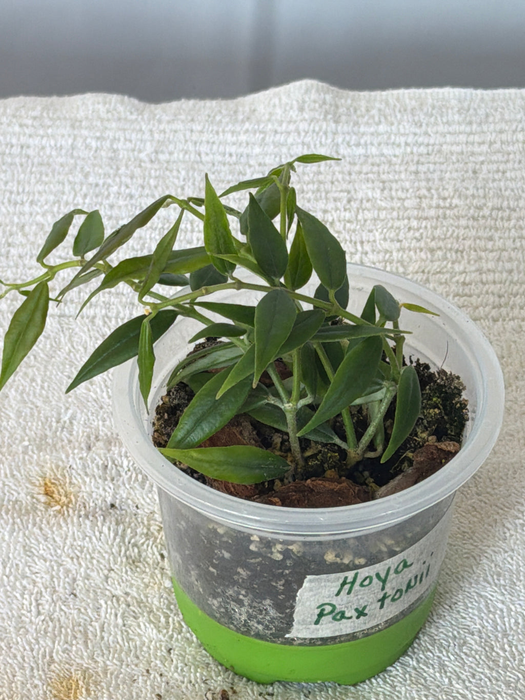 Hoya Paxtonii