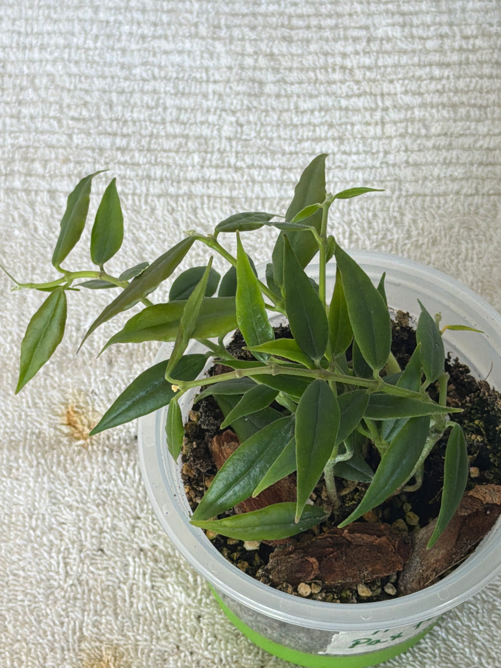 Hoya Paxtonii