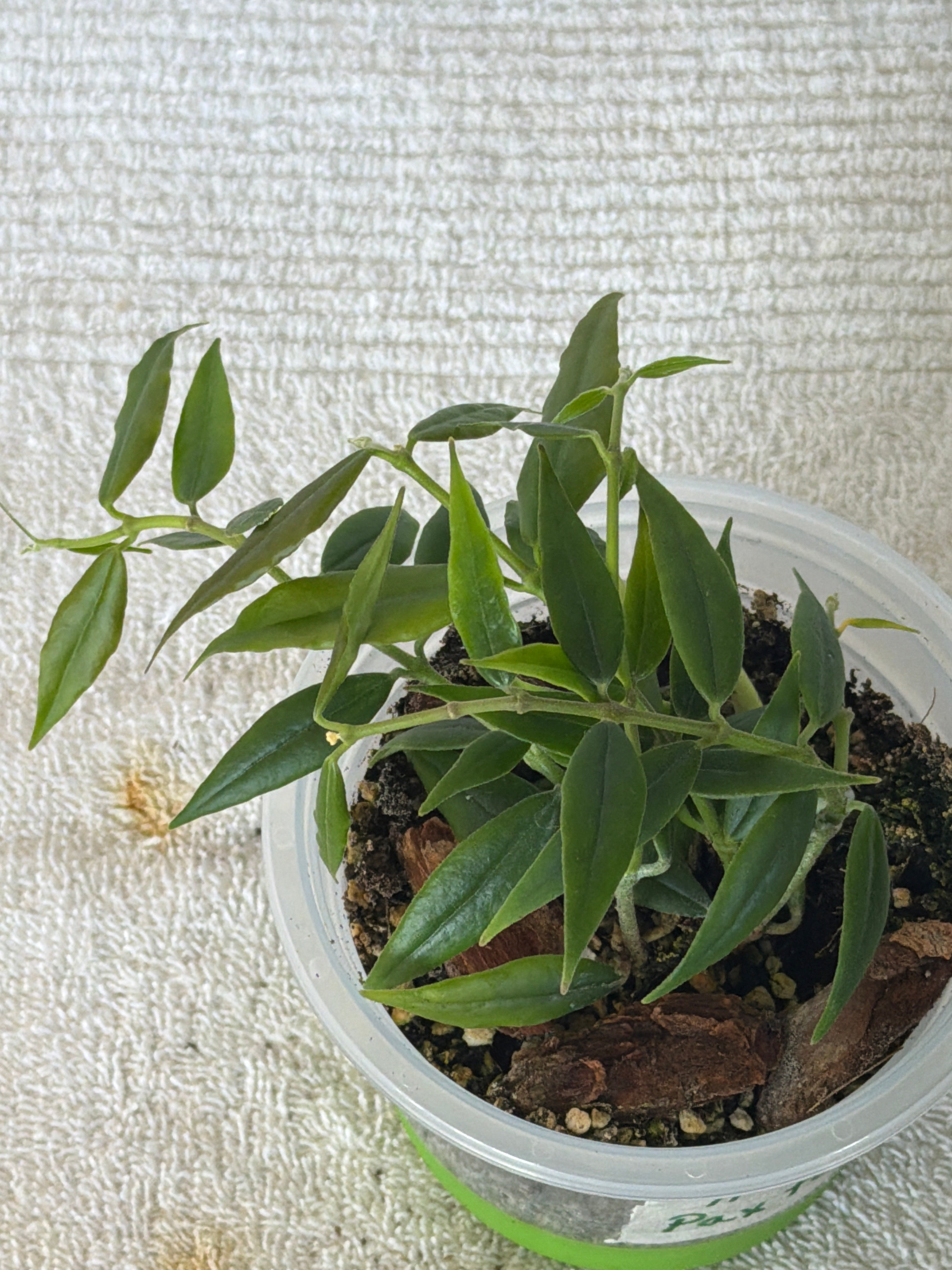 Hoya Paxtonii