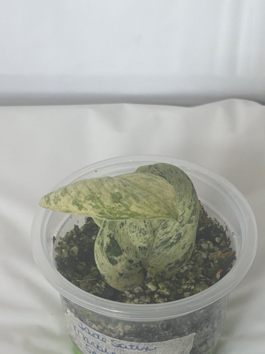 Jade Satin Marble Scindapsus
