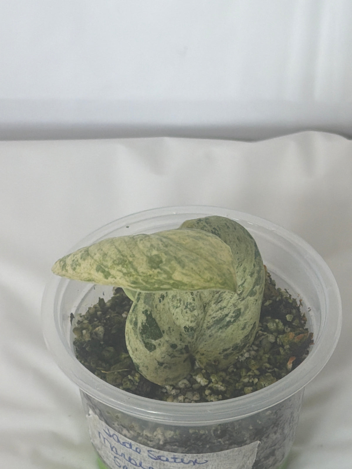Jade Satin Marble Scindapsus