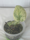 Jade Satin Marble Scindapsus