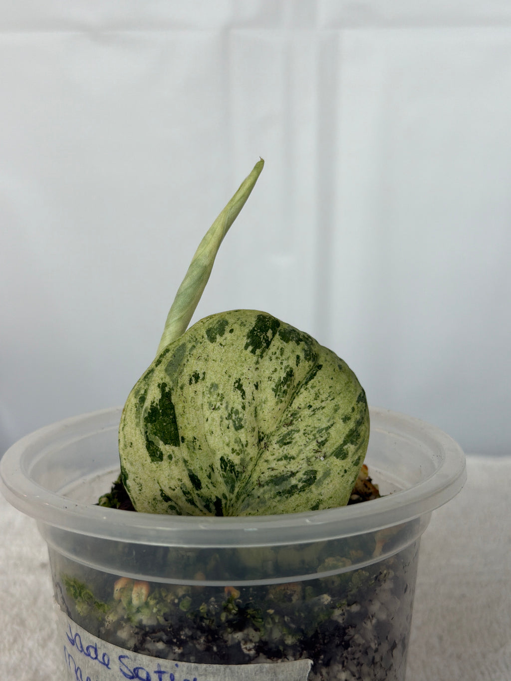 Scindapsus Silver Cloud – Jade Satin Marble