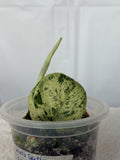 Scindapsus Silver Cloud – Jade Satin Marble