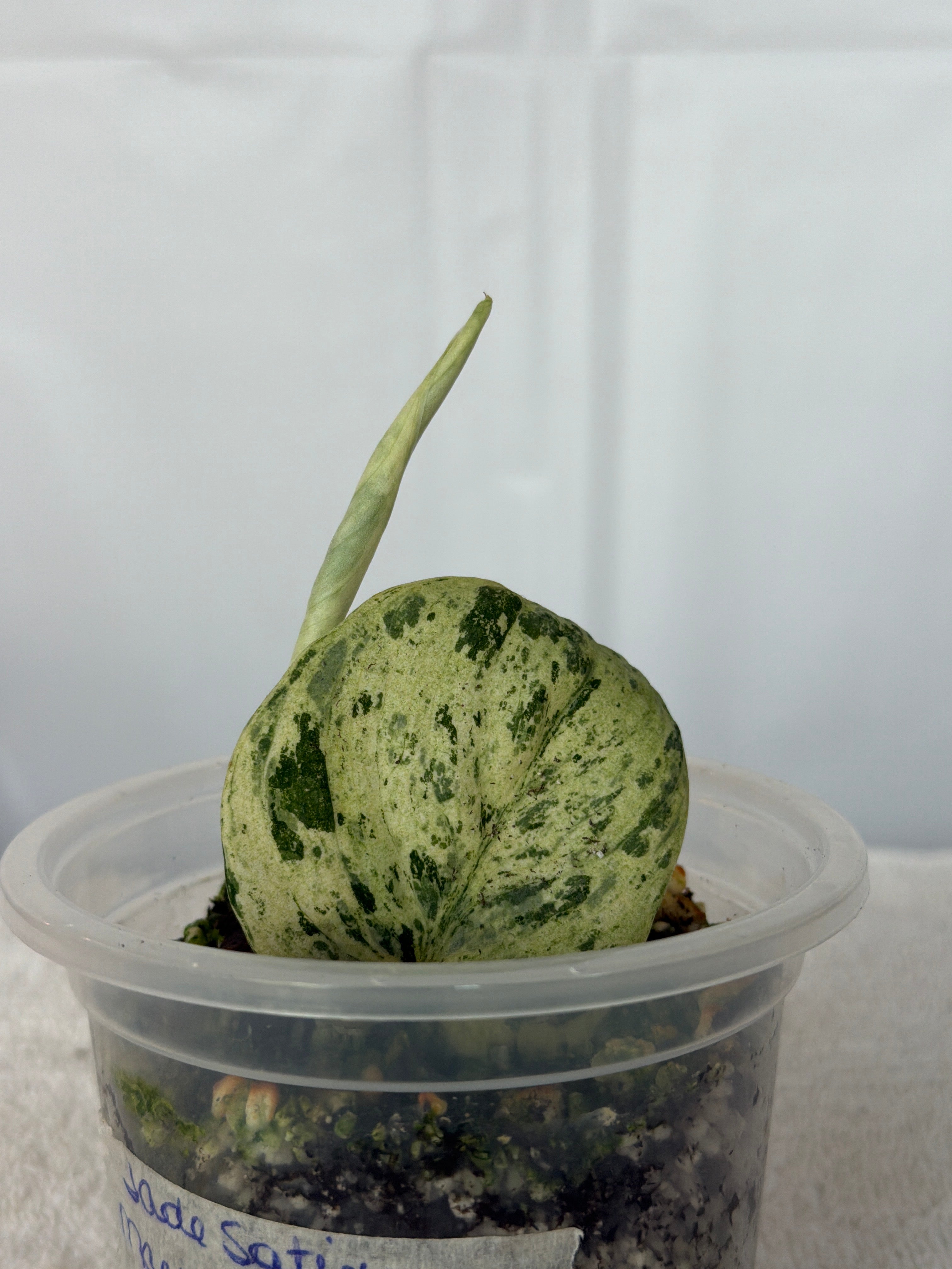 Scindapsus Silver Cloud – Jade Satin Marble