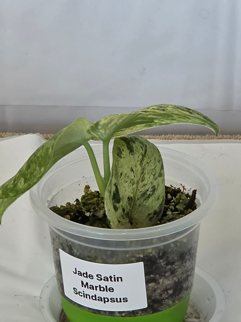 Jade Satin Marble Scindapsus