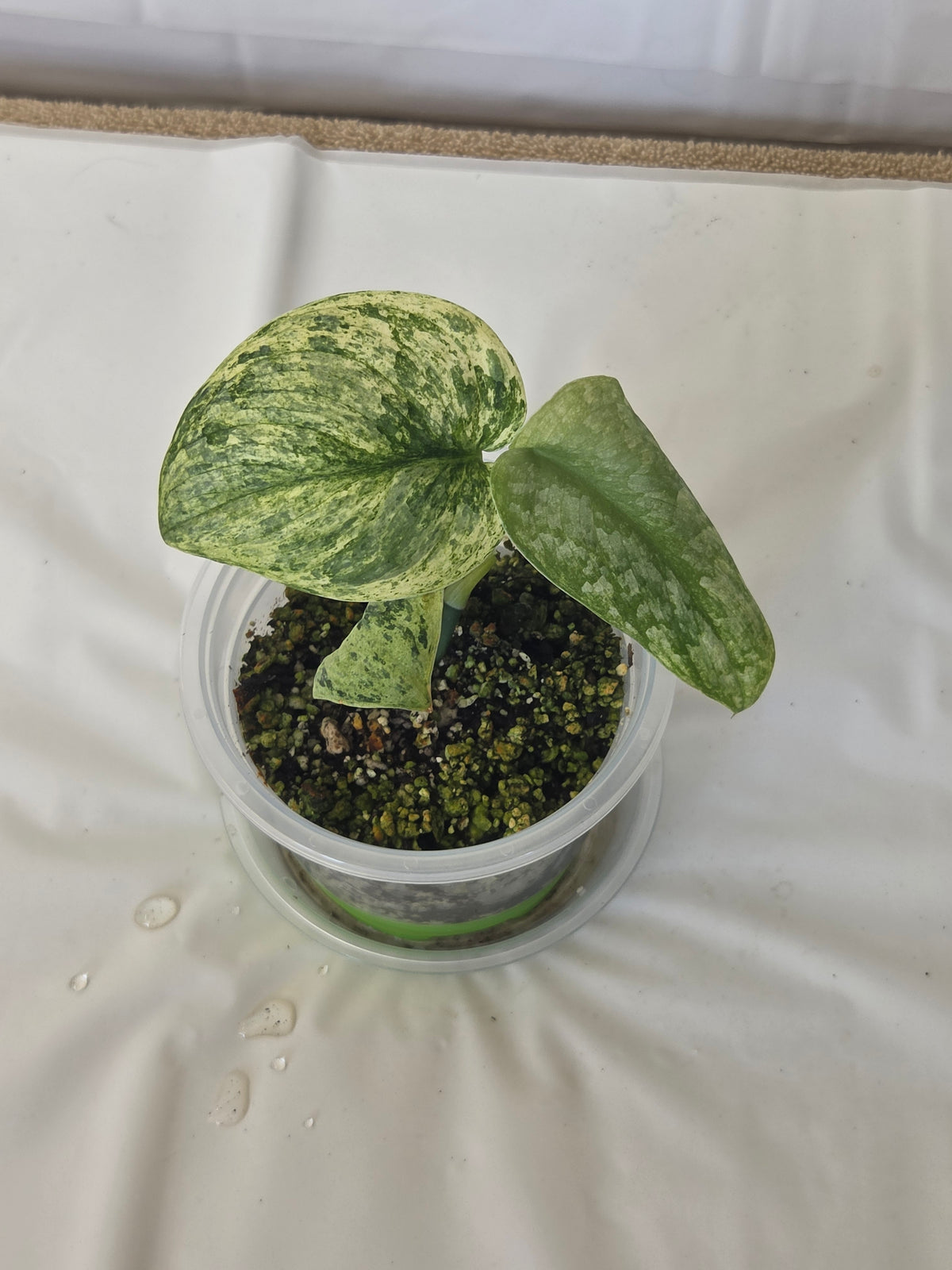 Jade Satin Marble Scindapsus