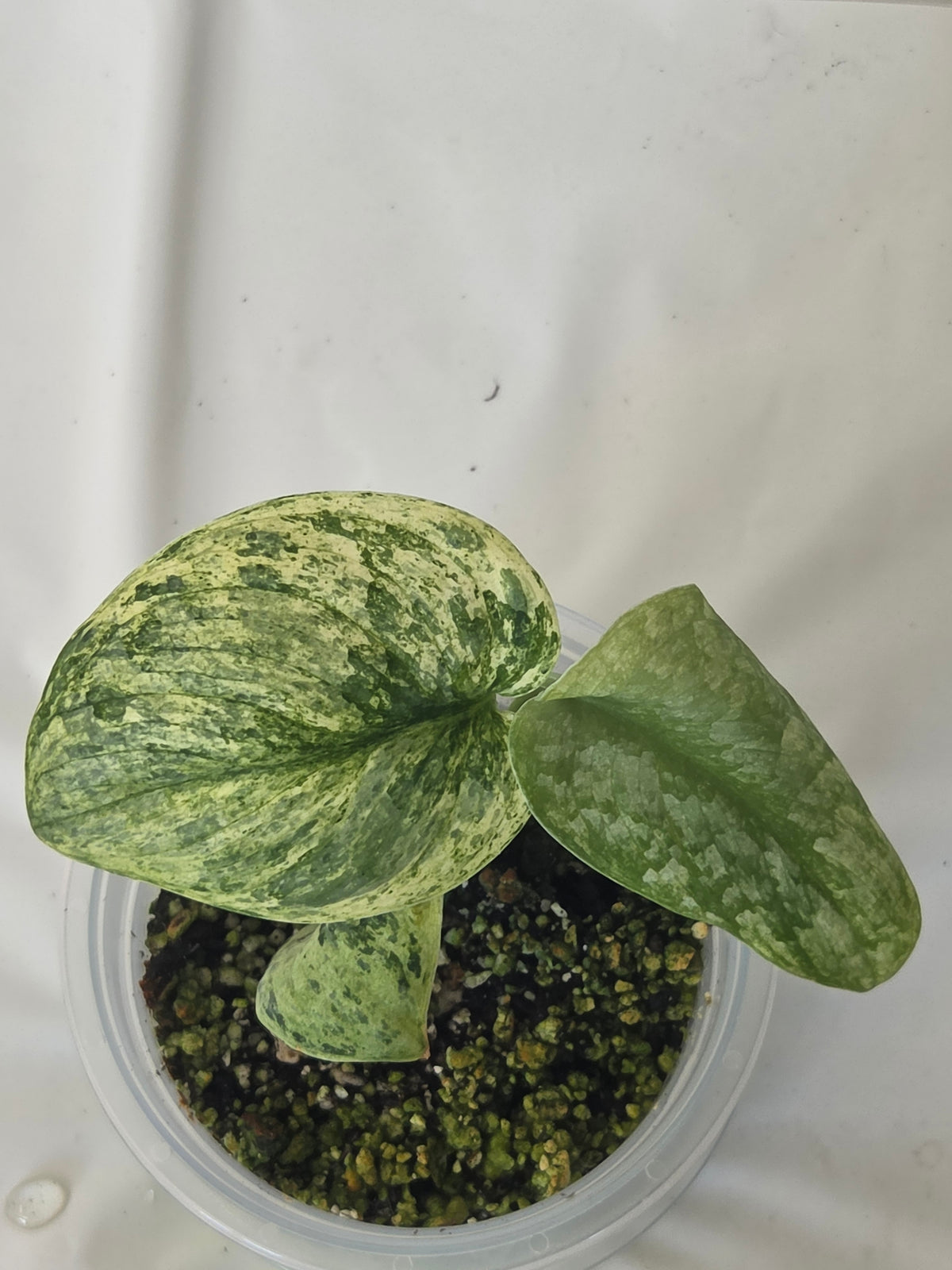 Scindapsus Silver Pothos