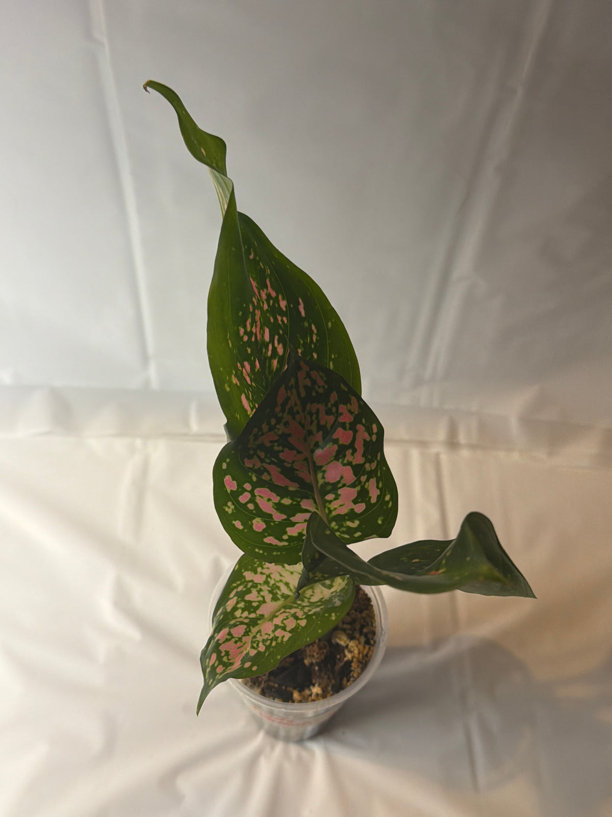 Lady Valentine Anthurium