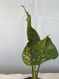 Lady Valentine Anthurium
