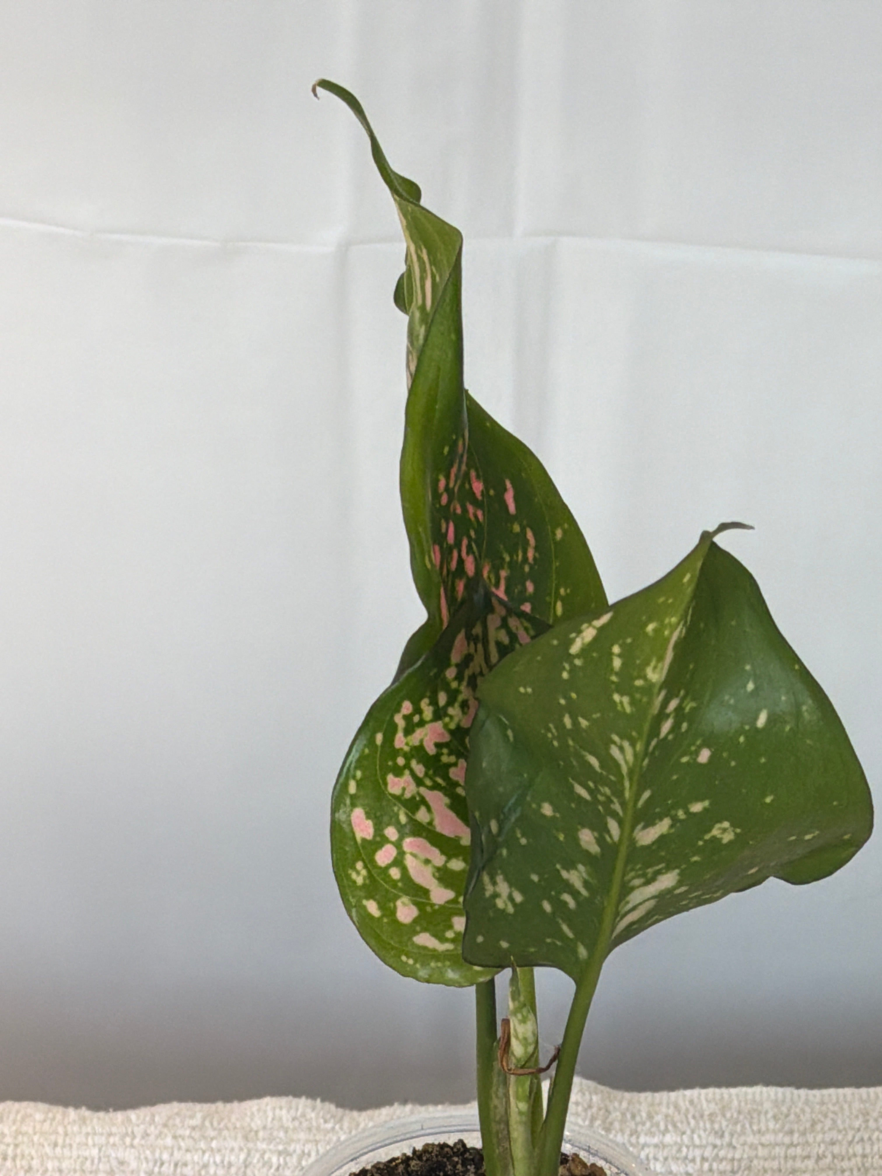 Lady Valentine Anthurium