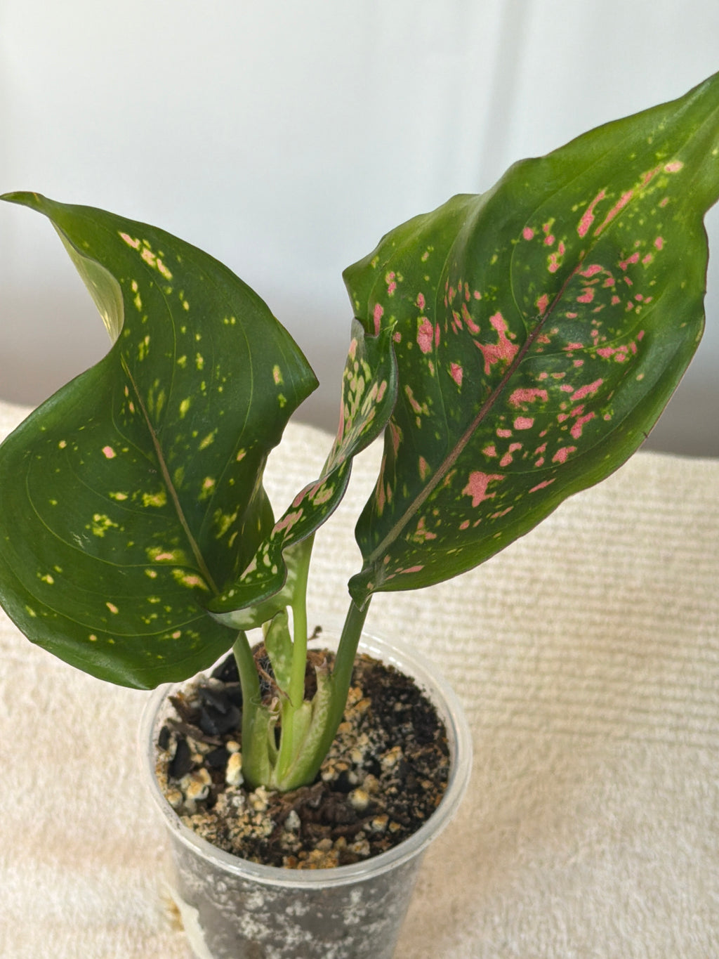 Lady Valentine Anthurium