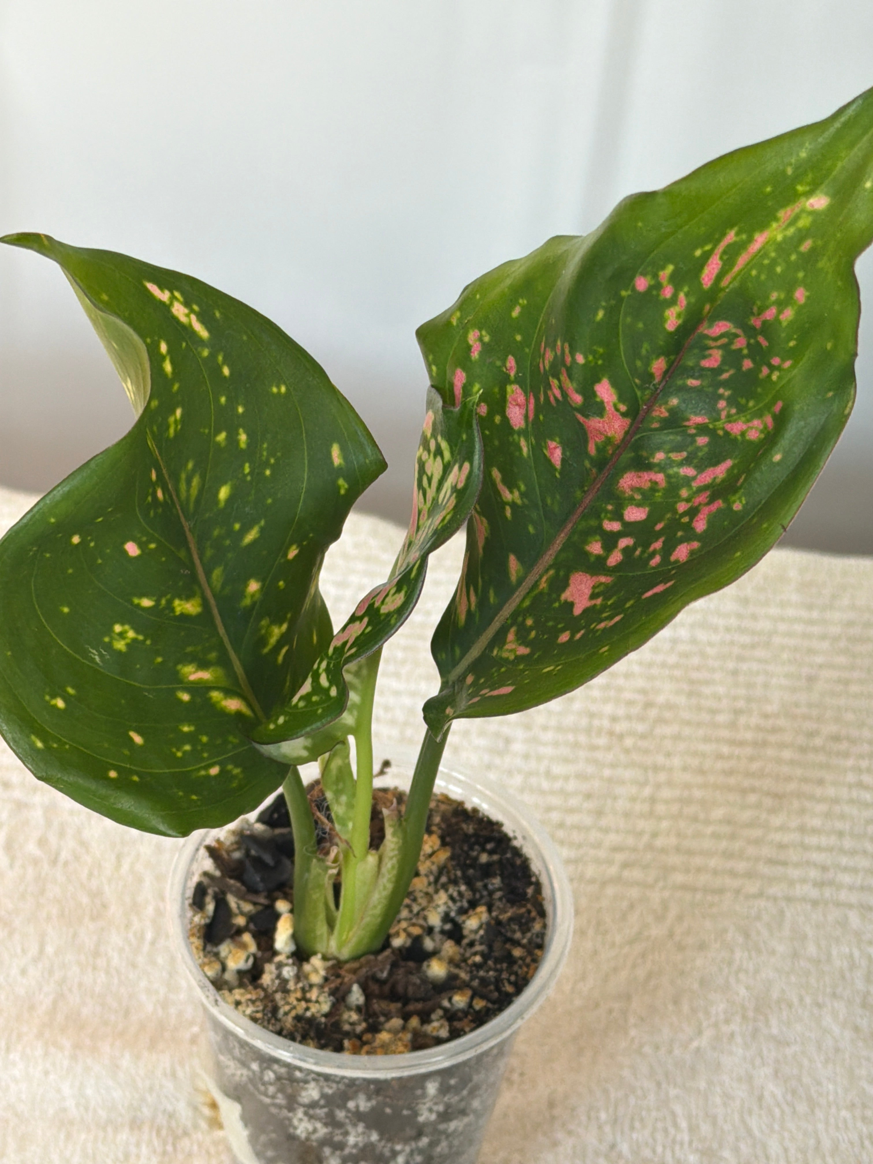 Lady Valentine Anthurium