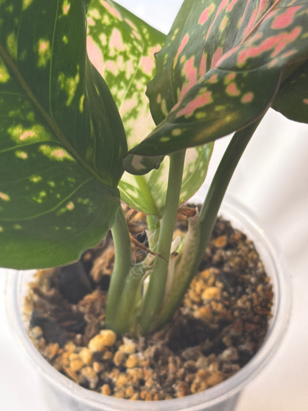 Lady Valentine Anthurium