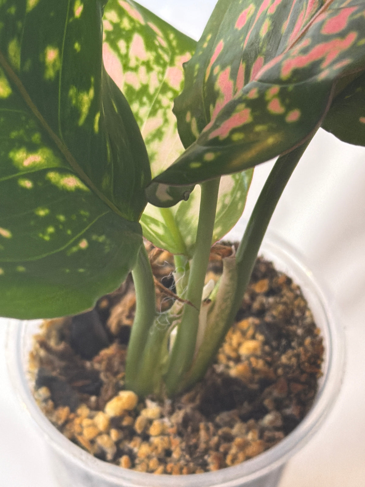 Lady Valentine Anthurium