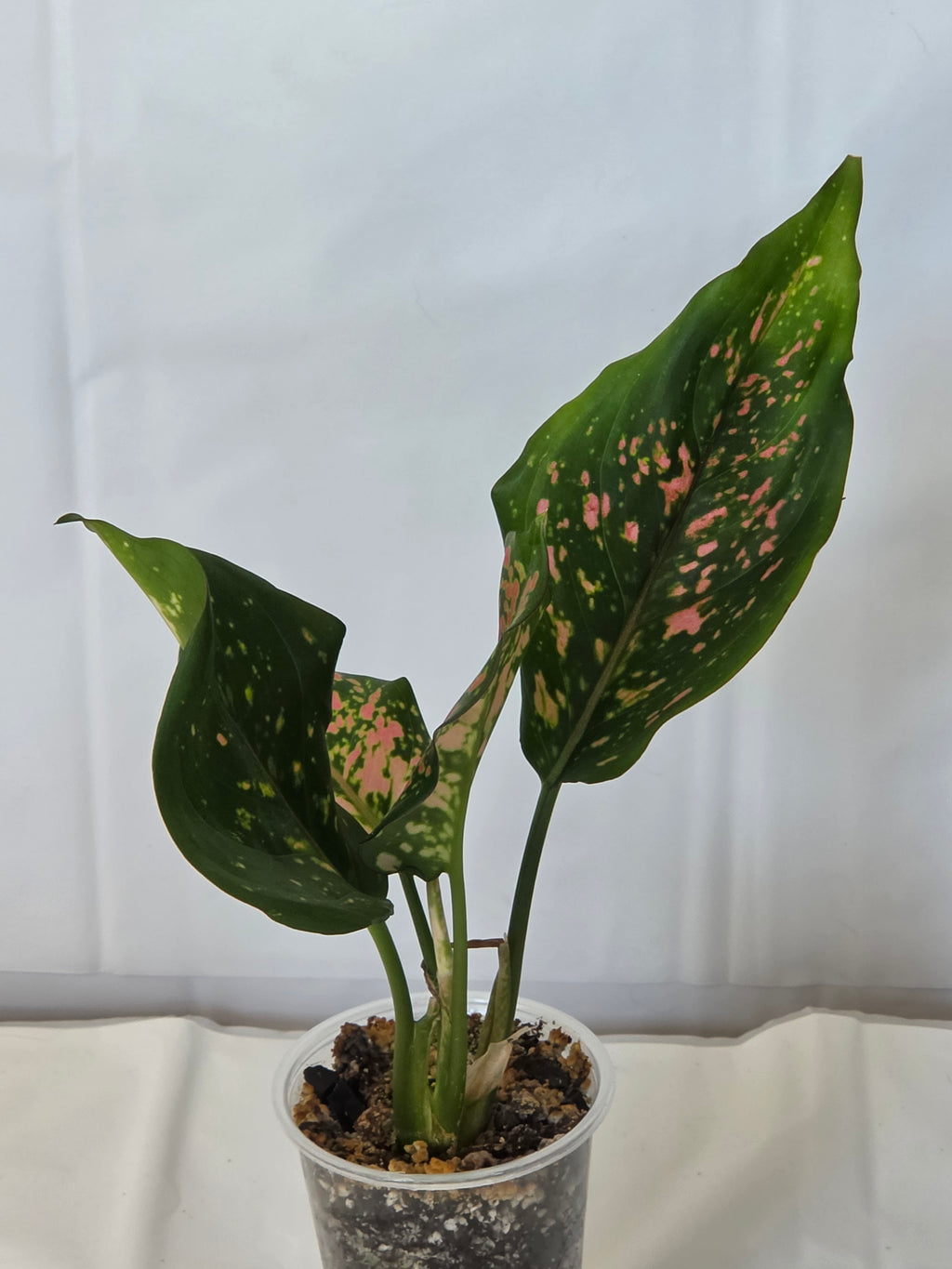 Lady Valentine Anthurium