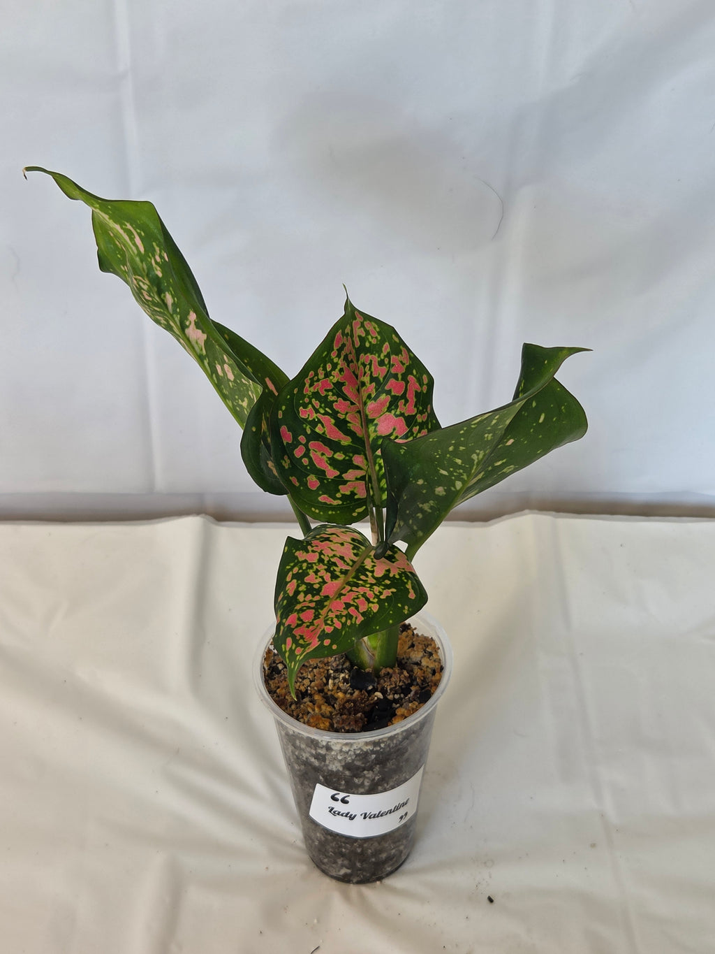 Lady Valentine Anthurium