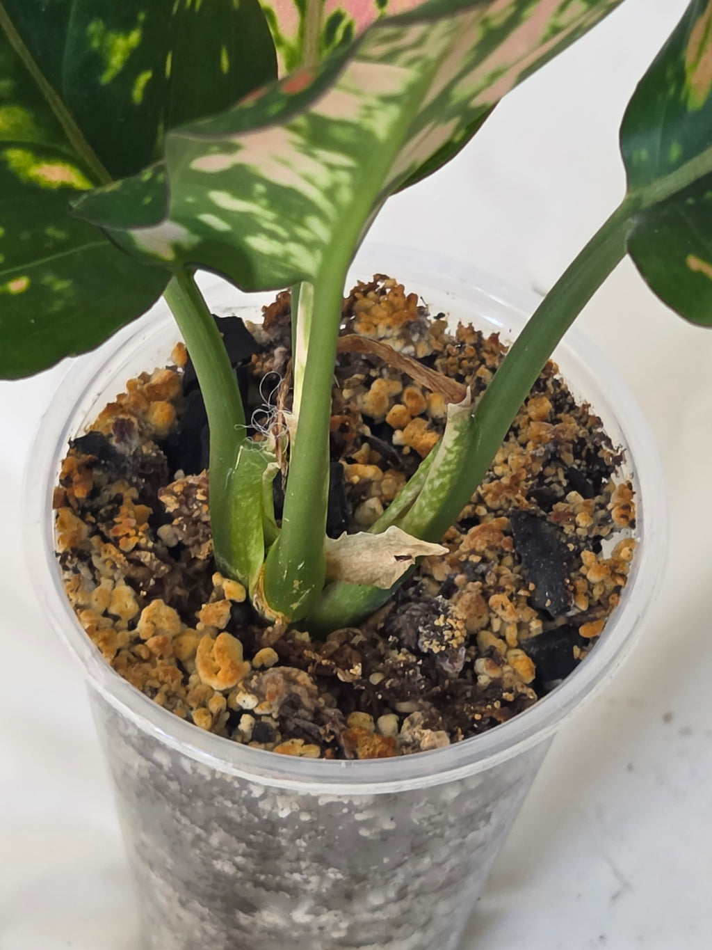 Lady Valentine Anthurium