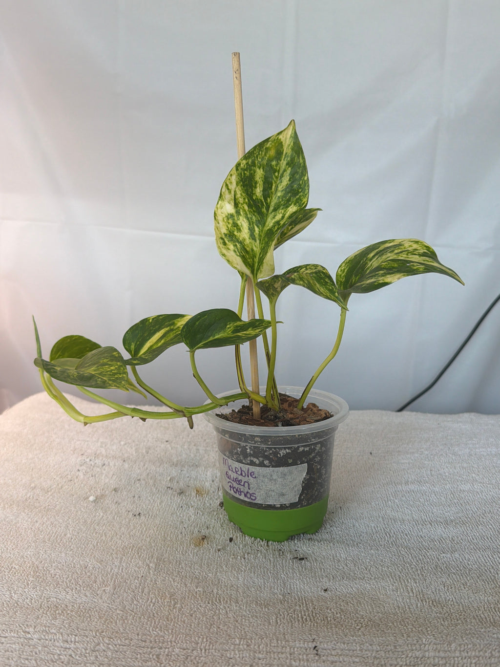 Marble Queen Pothos