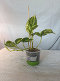 Marble Queen Pothos
