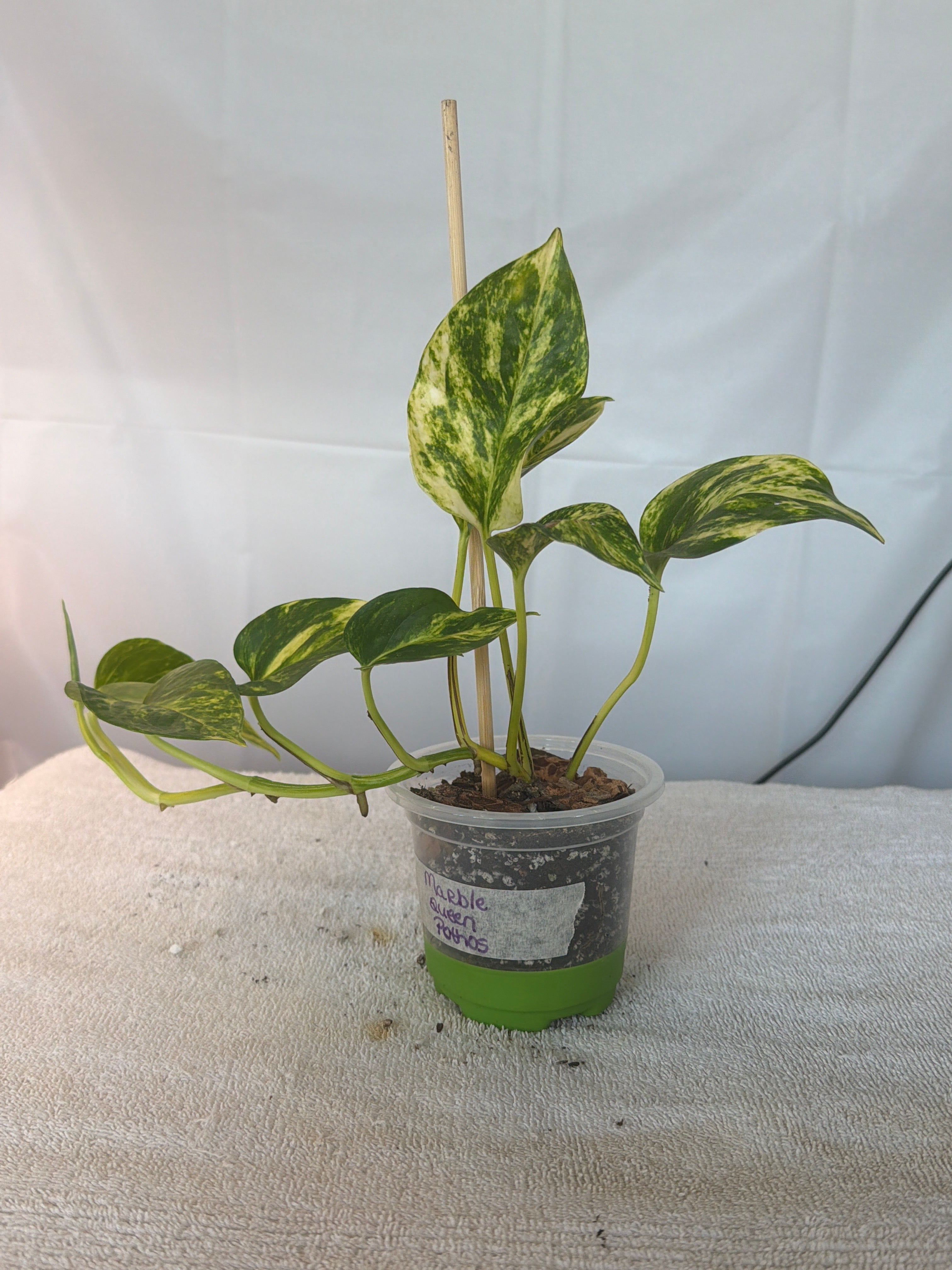 Marble Queen Pothos
