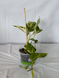 Marble Queen Pothos