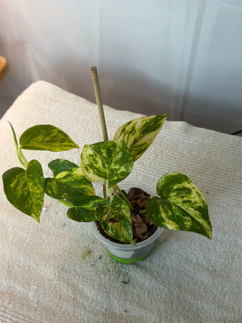 Marble Queen Pothos