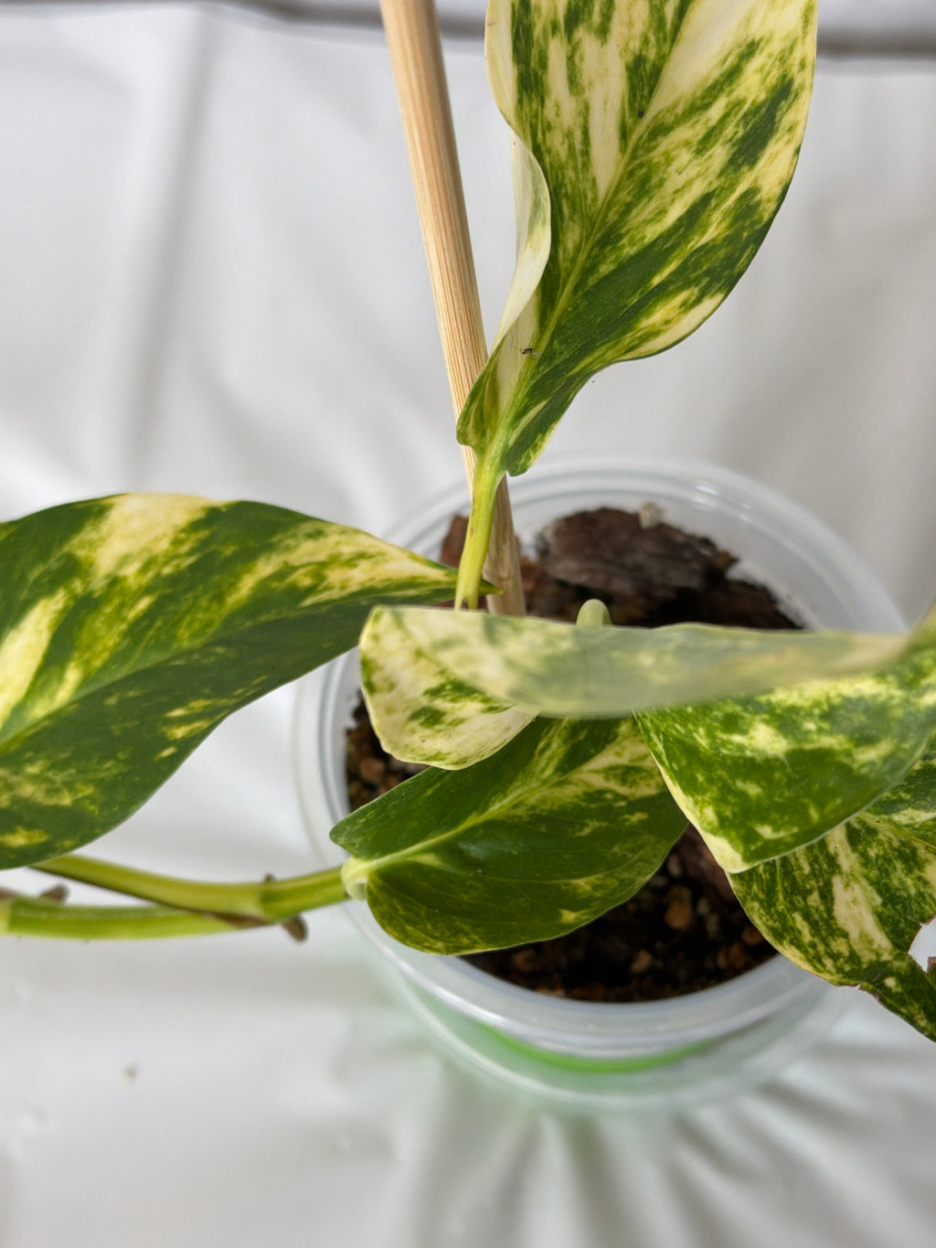 Marble Queen Pothos