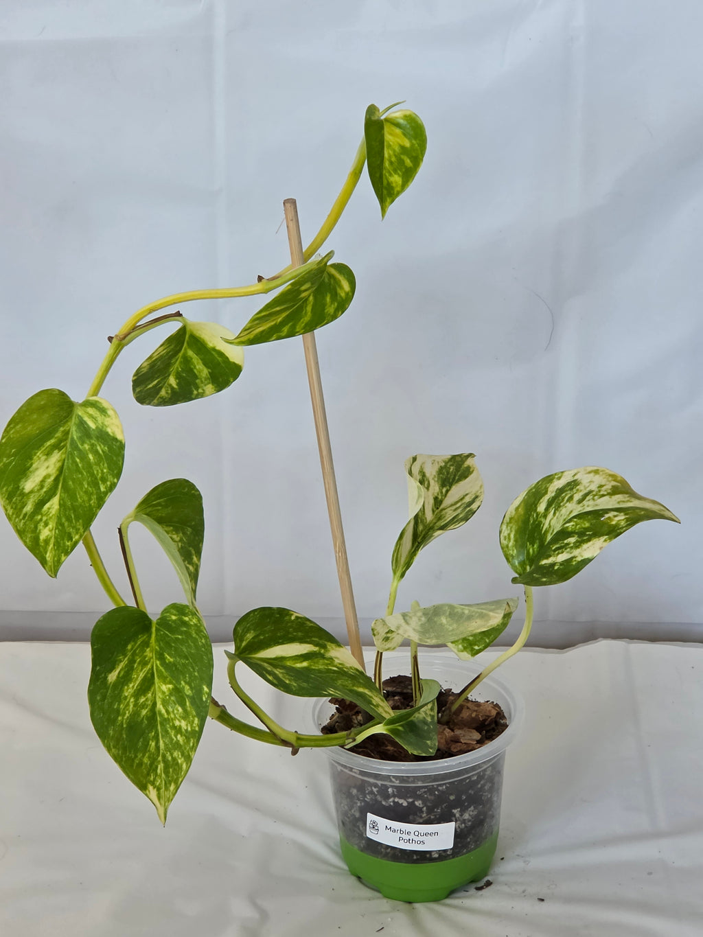 Marble Queen Pothos