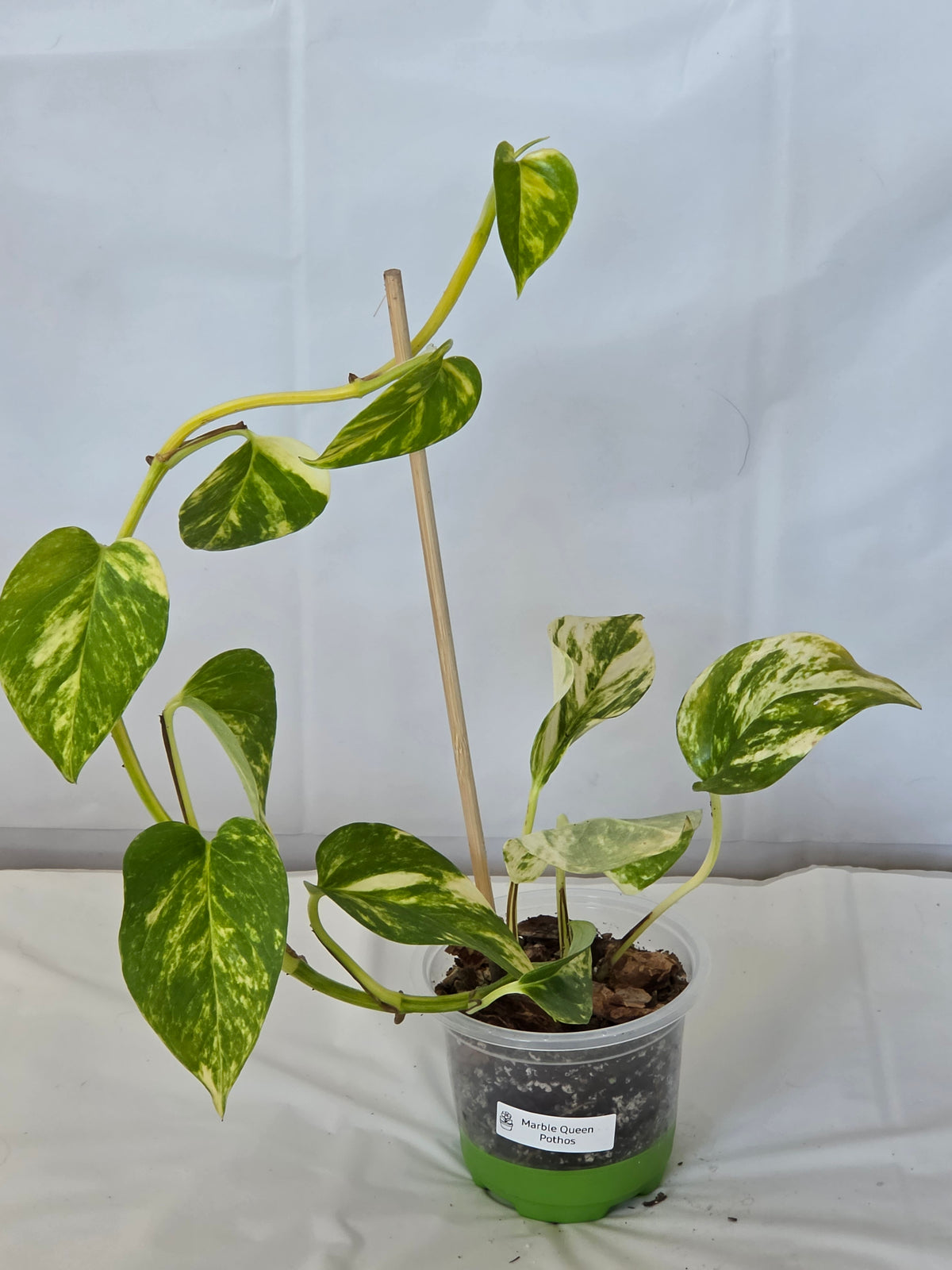 Marble Queen Pothos