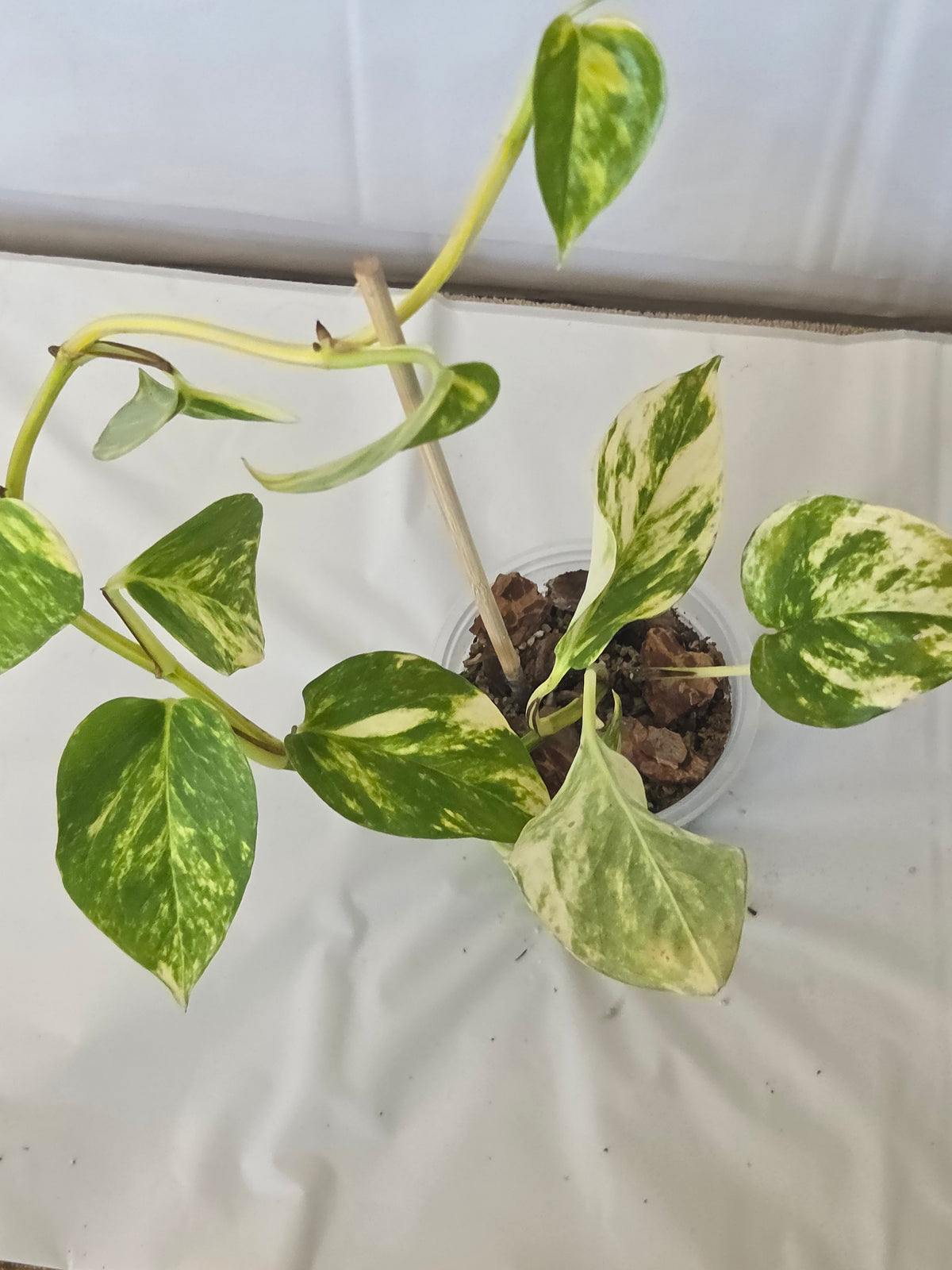 Marble Queen Pothos