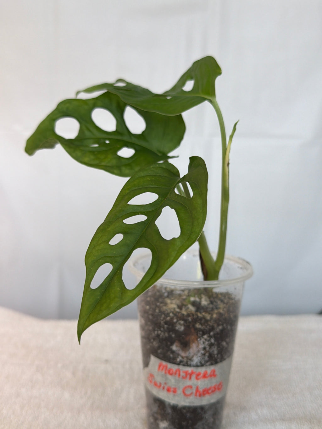 Monstera Swiss Cheese Plant