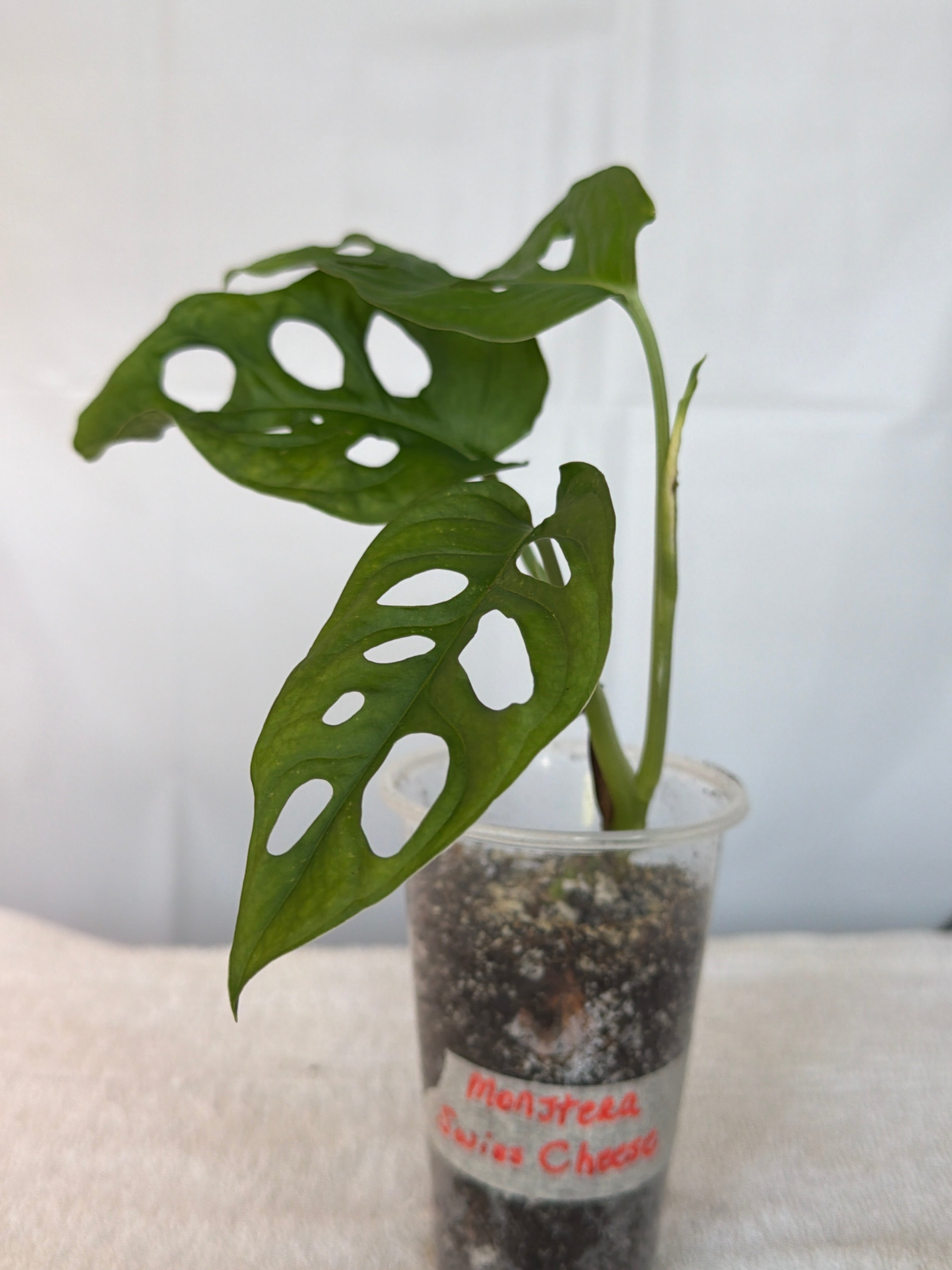 Monstera Swiss Cheese Plant