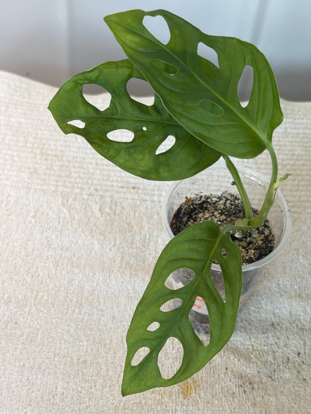 Monstera Swiss Cheese Plant
