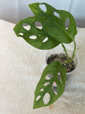 Monstera Swiss Cheese Plant