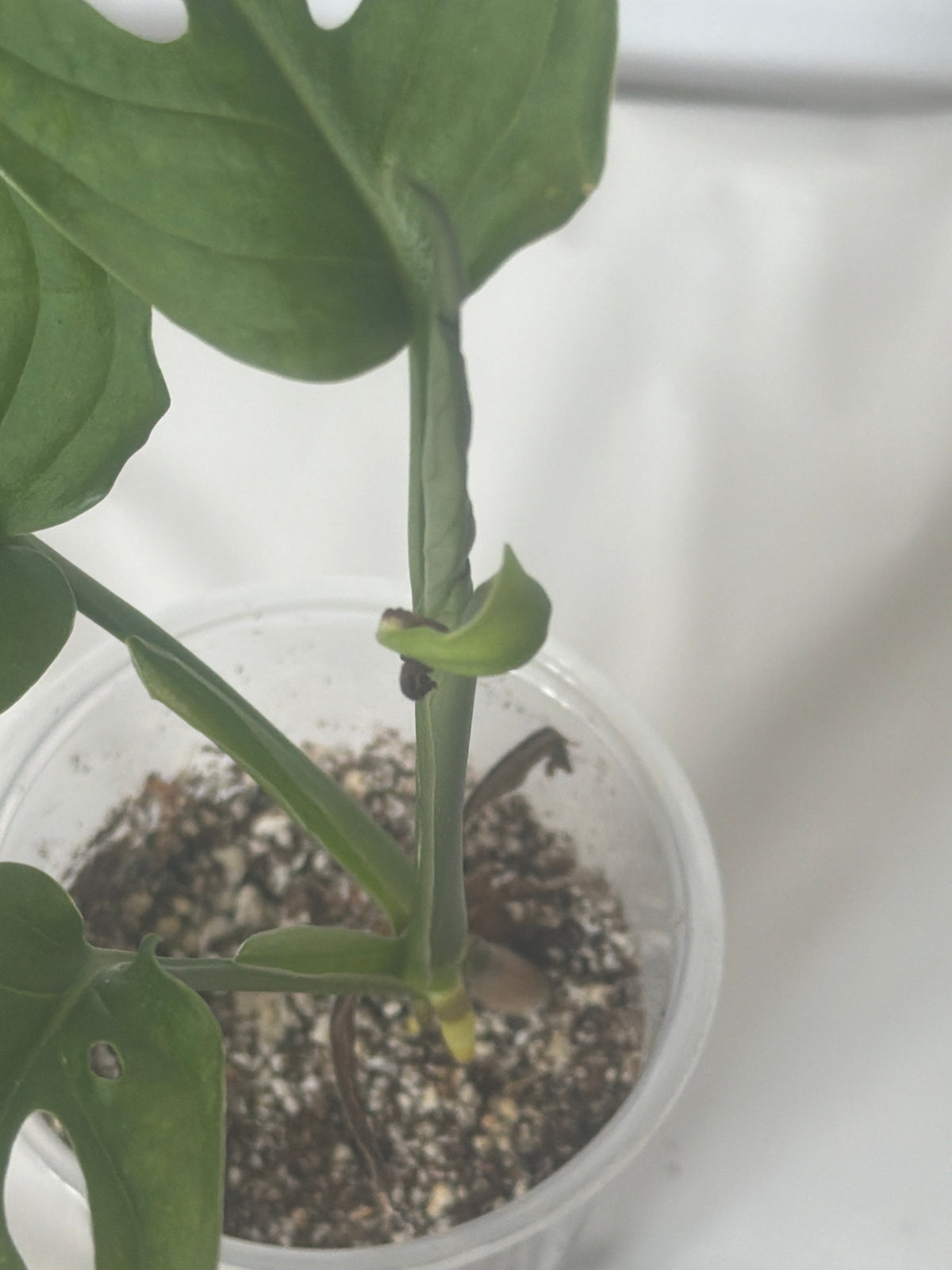 Monstera Swiss Cheese Plant