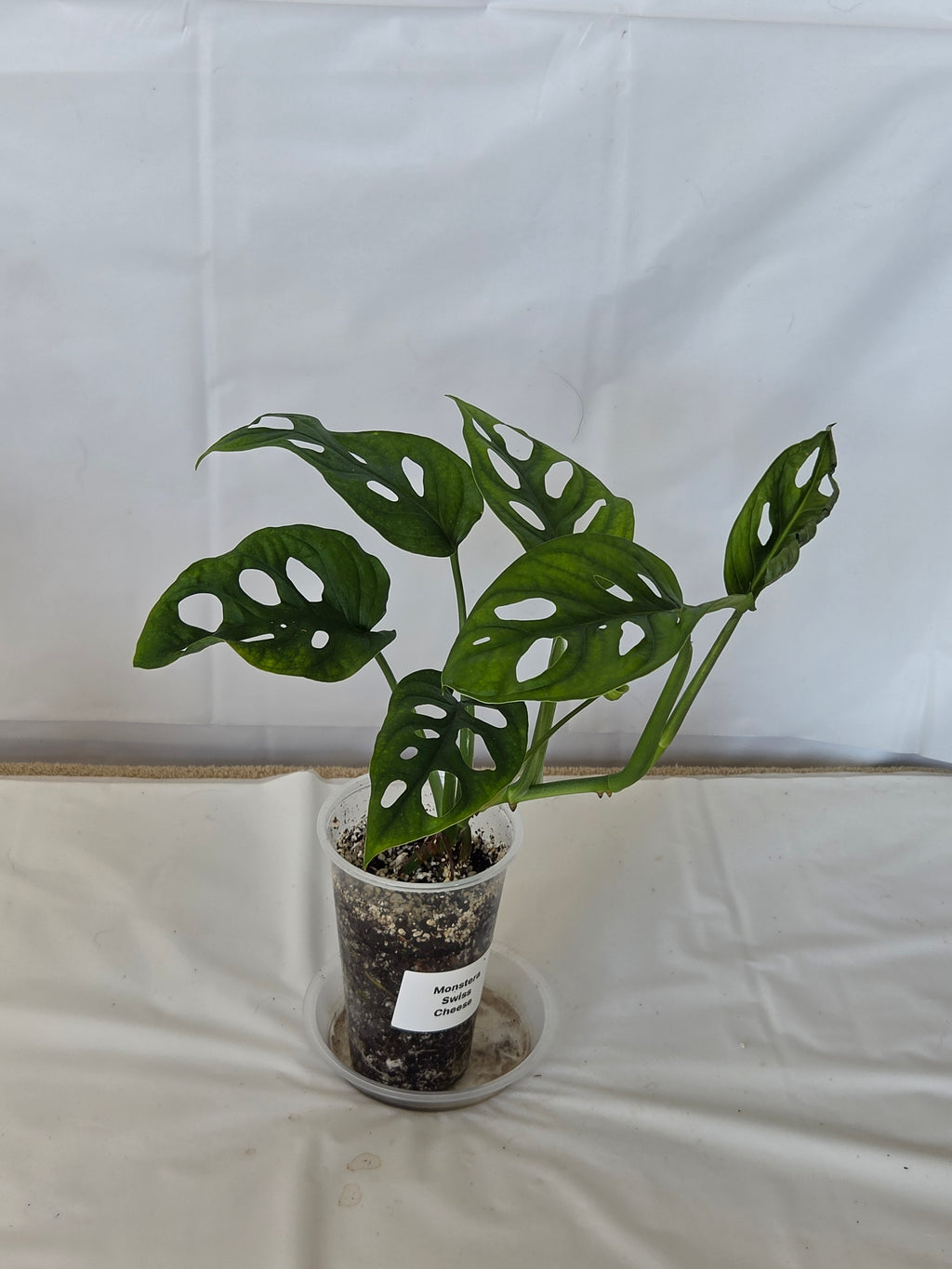 Monstera Swiss Cheese Plant