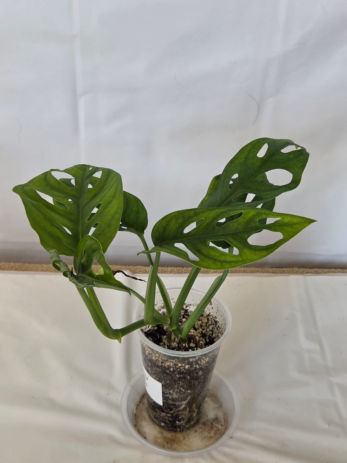 Monstera Swiss Cheese Plant
