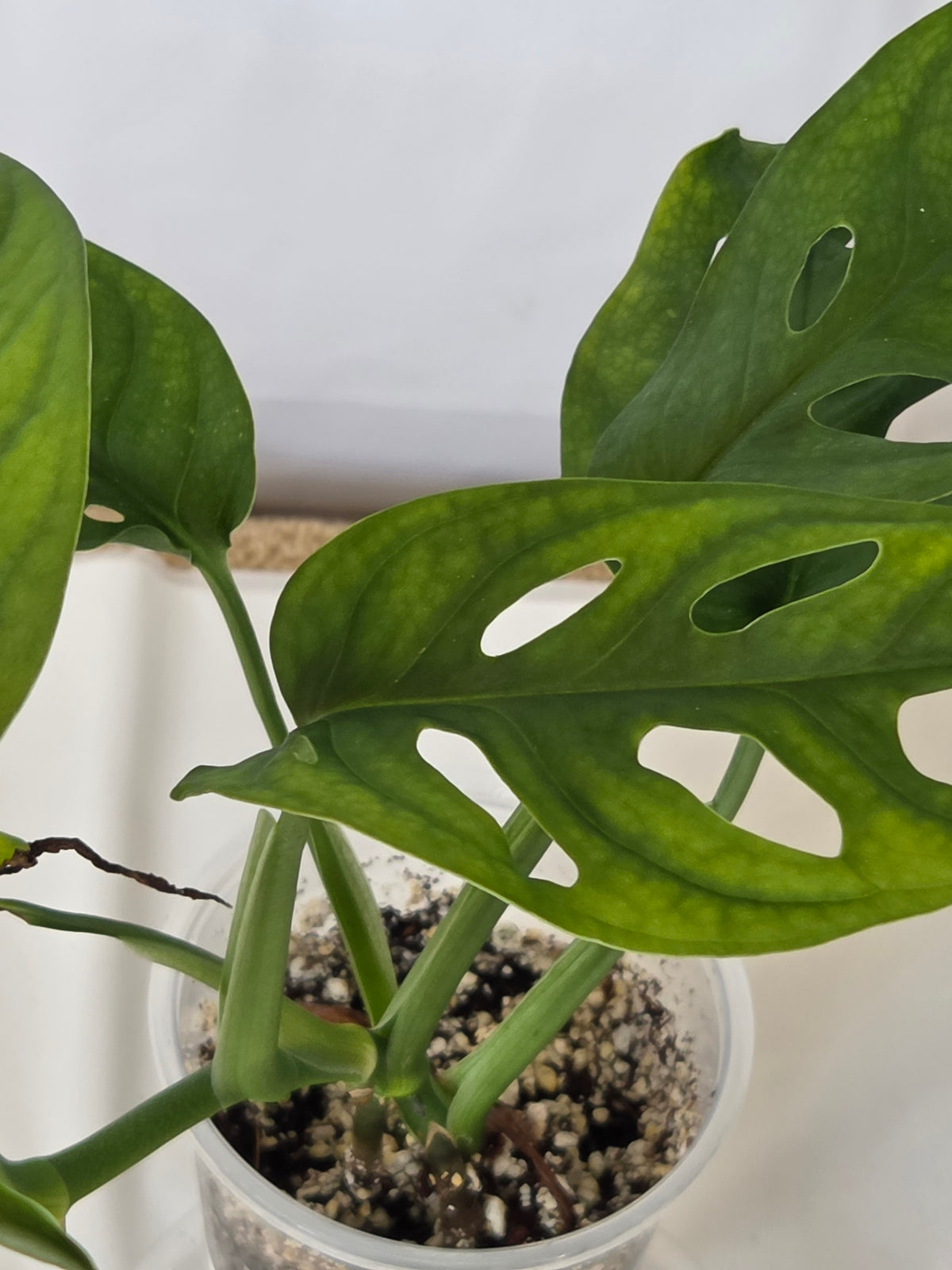 Monstera Swiss Cheese Plant
