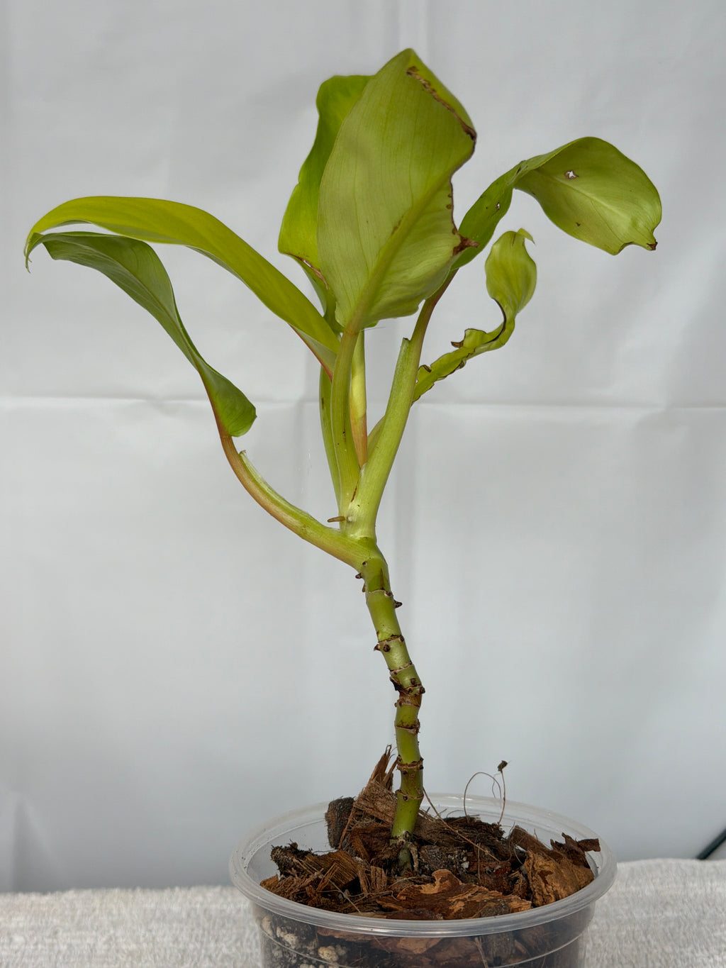 Moonlight Philodendron