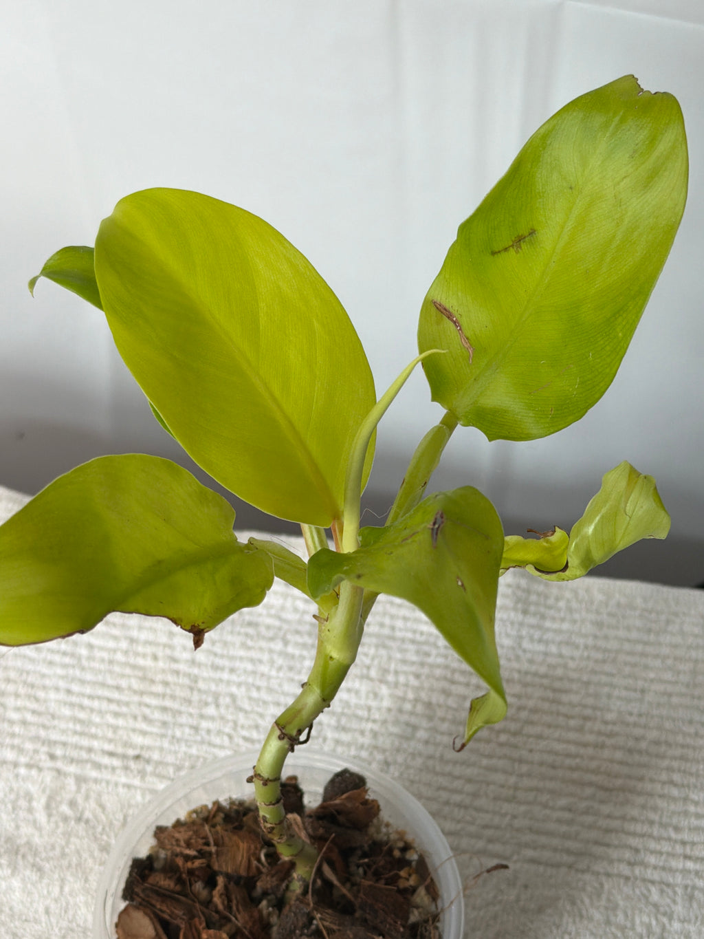 Moonlight Philodendron