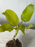 Moonlight Philodendron