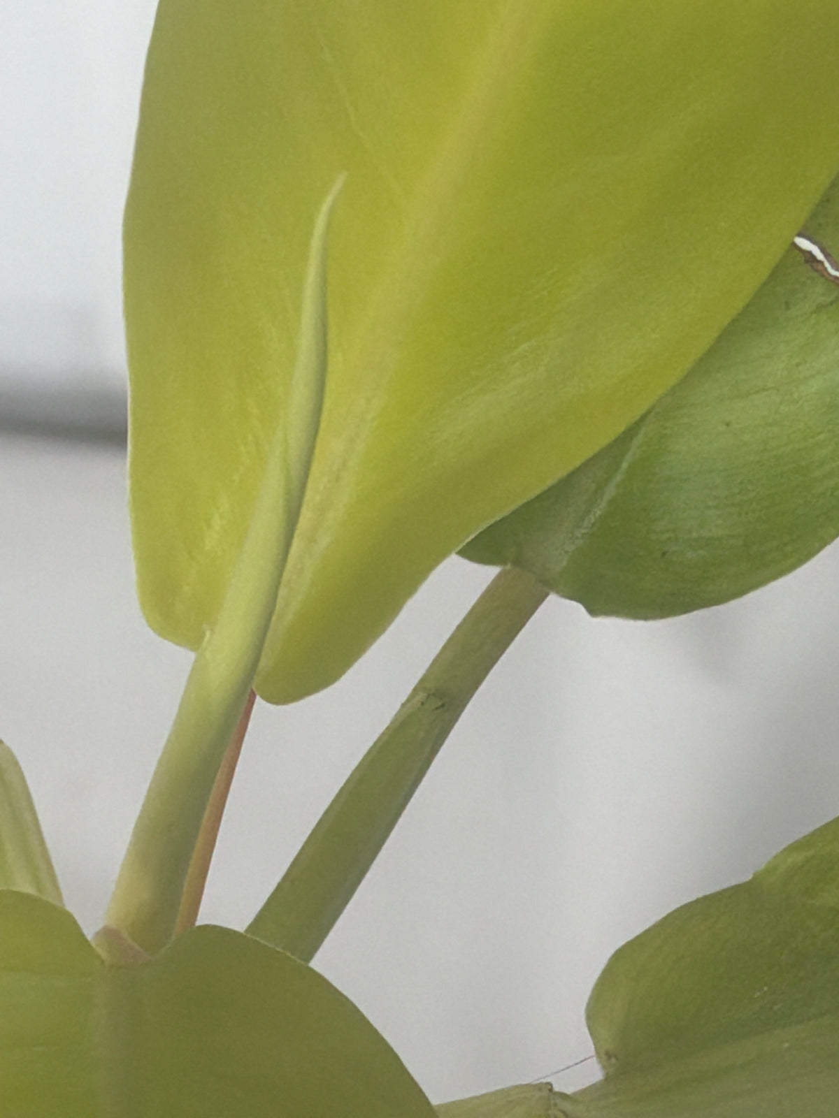 Moonlight Philodendron