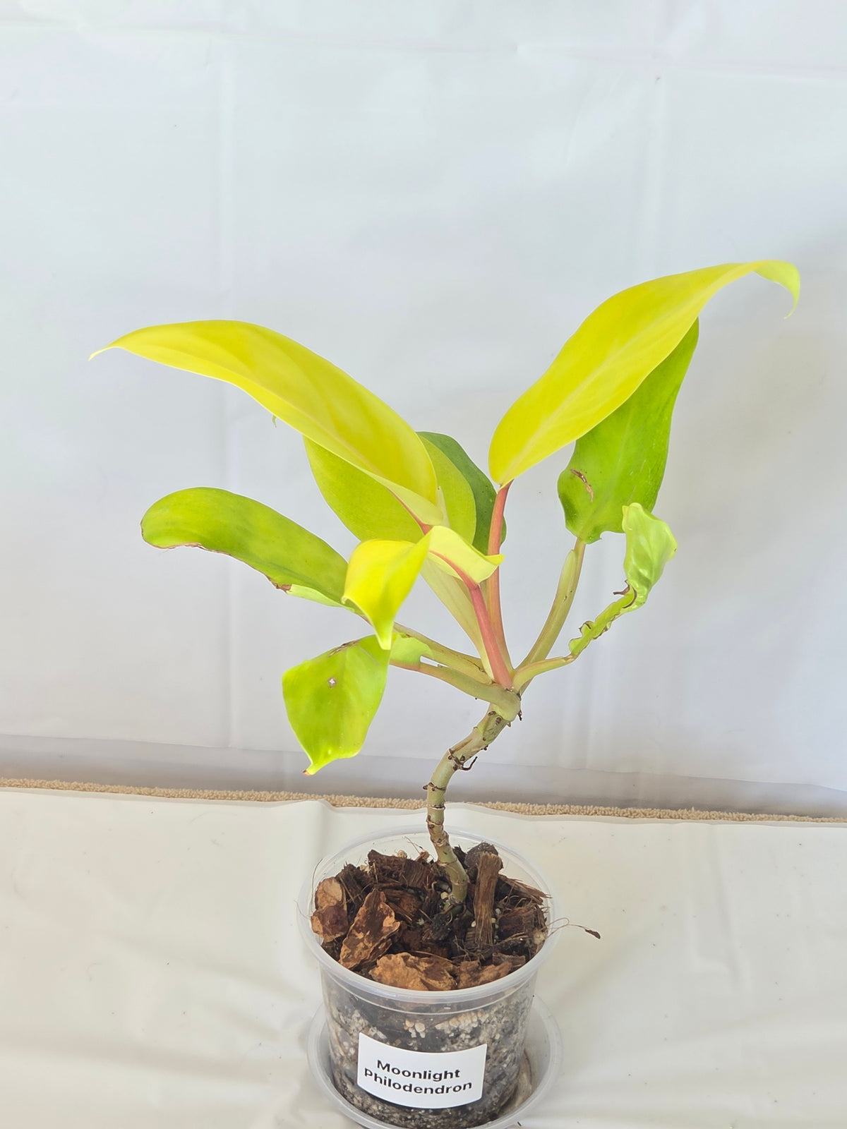 Moonlight Philodendron